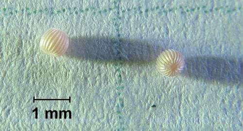 Réf. 241 131 : Thalpophila matura